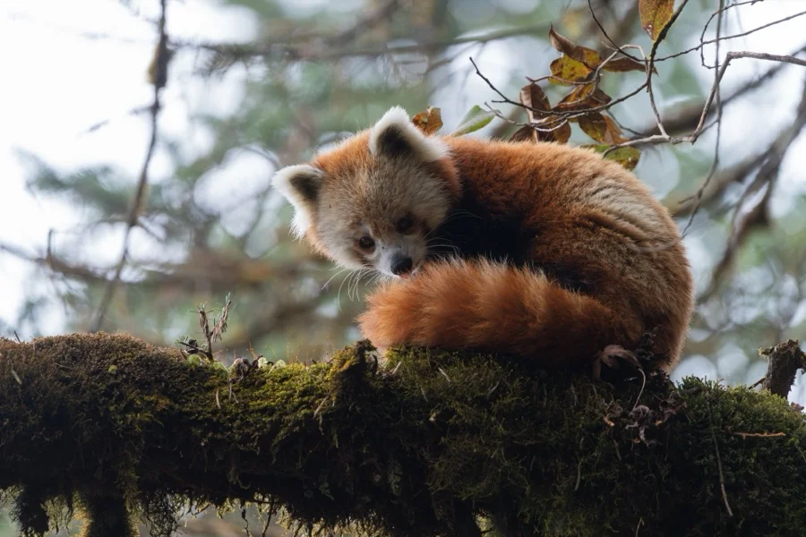 Red Panda - State Animal of Sikkim
