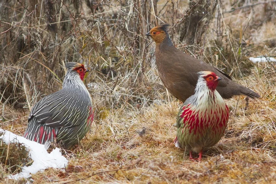 Blood Pheasant - State Bird of Sikkim