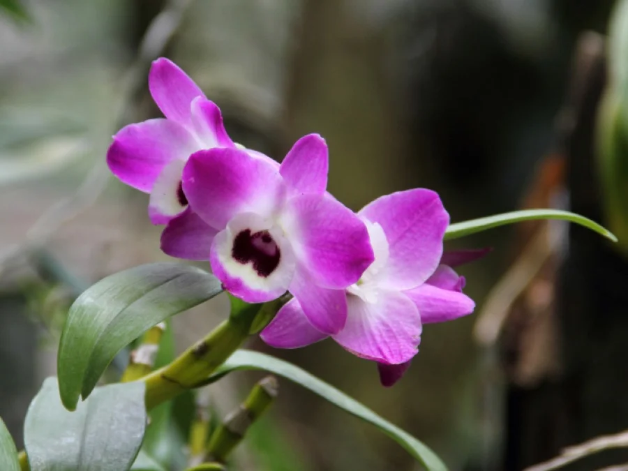 Noble Dendrobium Orchid - State Flower of Sikkim