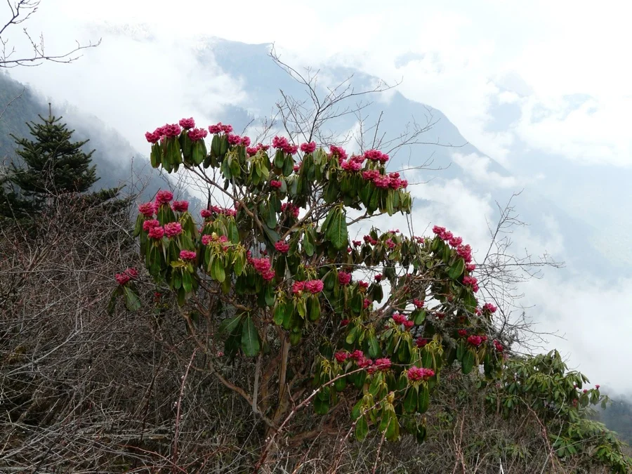 Snow Rhododendron - State Tree of Sikkim