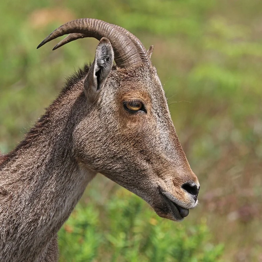 Nilgiri Tahr - State Animal of Tamil Nadu