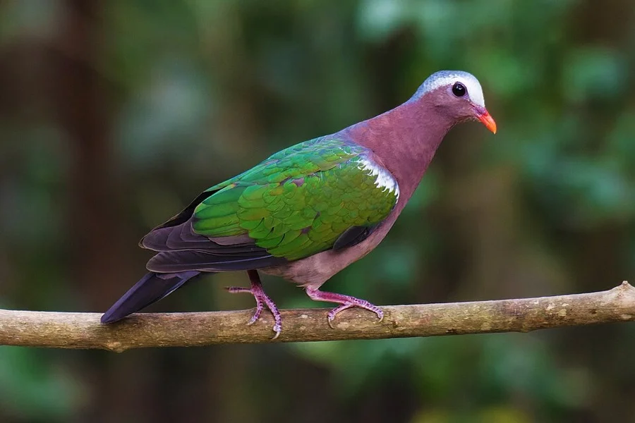 Emerald Dove - State Bird of Tamil Nadu