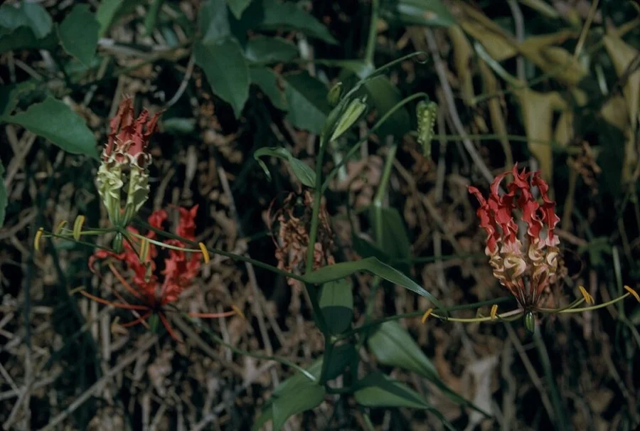 Gloriosa Lily / Flame Lily - State Flower of Tamil Nadu