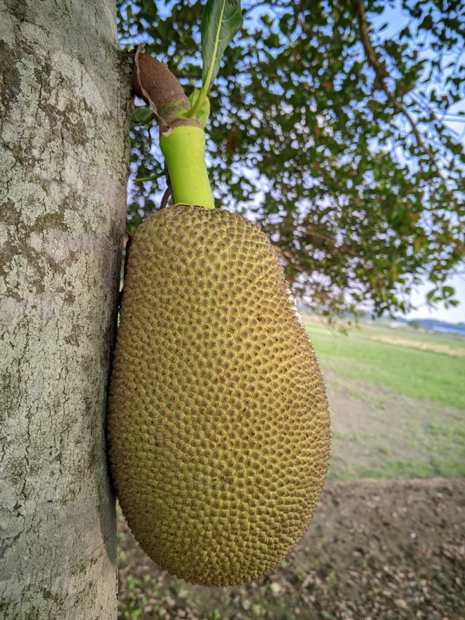 Jackfruit - State Fruit of Tamil Nadu