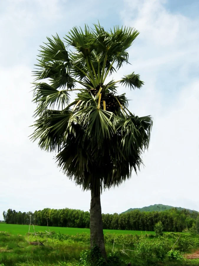 Palmyra Palm - State Tree of Tamil Nadu