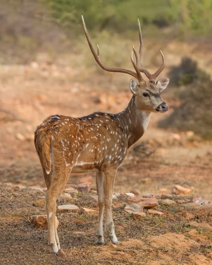 Spotted Deer / Chital - State Animal of Telangana