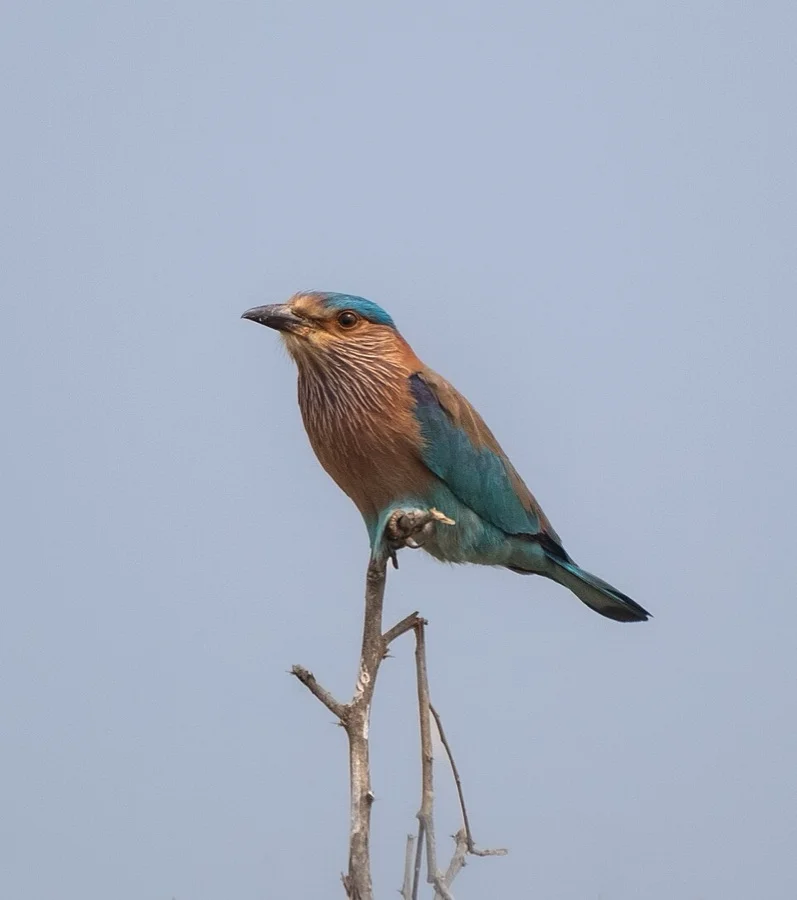 Indian Roller - State Bird of Telangana