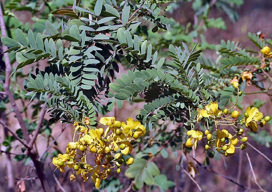 Tangedu Flower - State Flower of Telangana