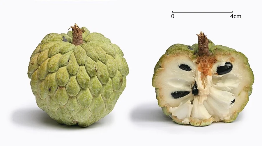 Custard Apple / Sitaphal - State Fruit of Telangana