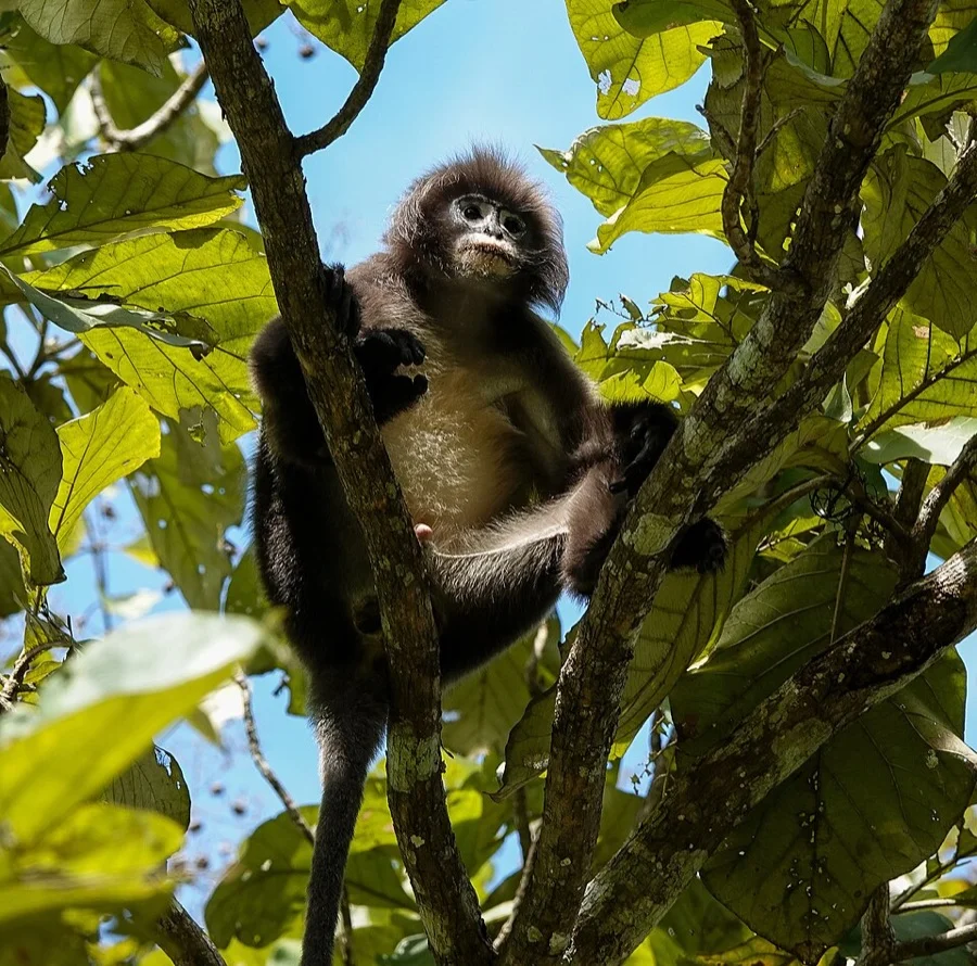 Phayre's Leaf Monkey - State Animal of Tripura