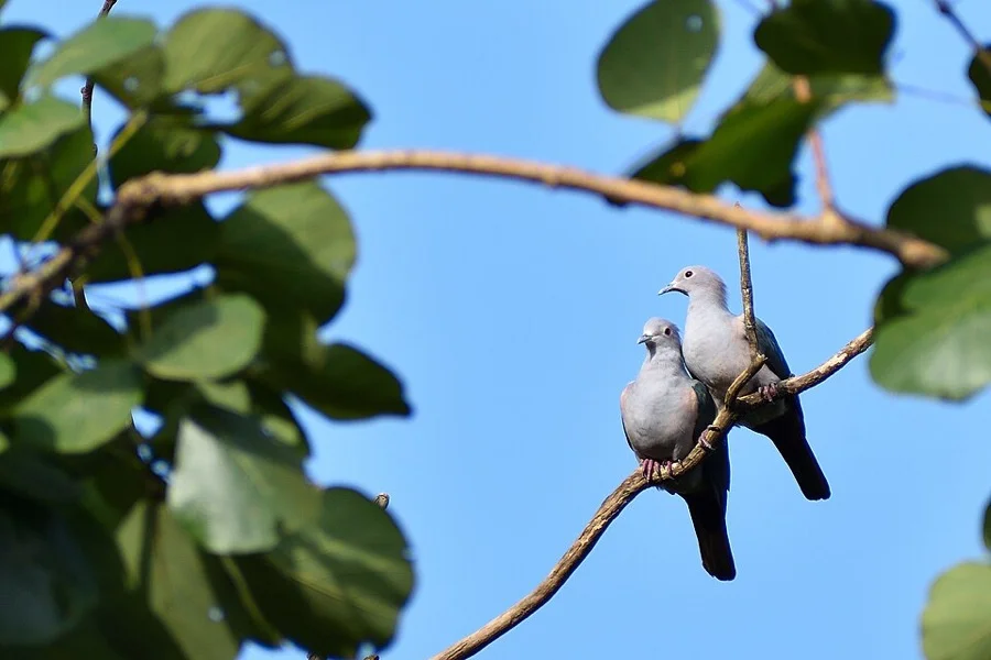 Green Imperial Pigeon - State Bird of Tripura