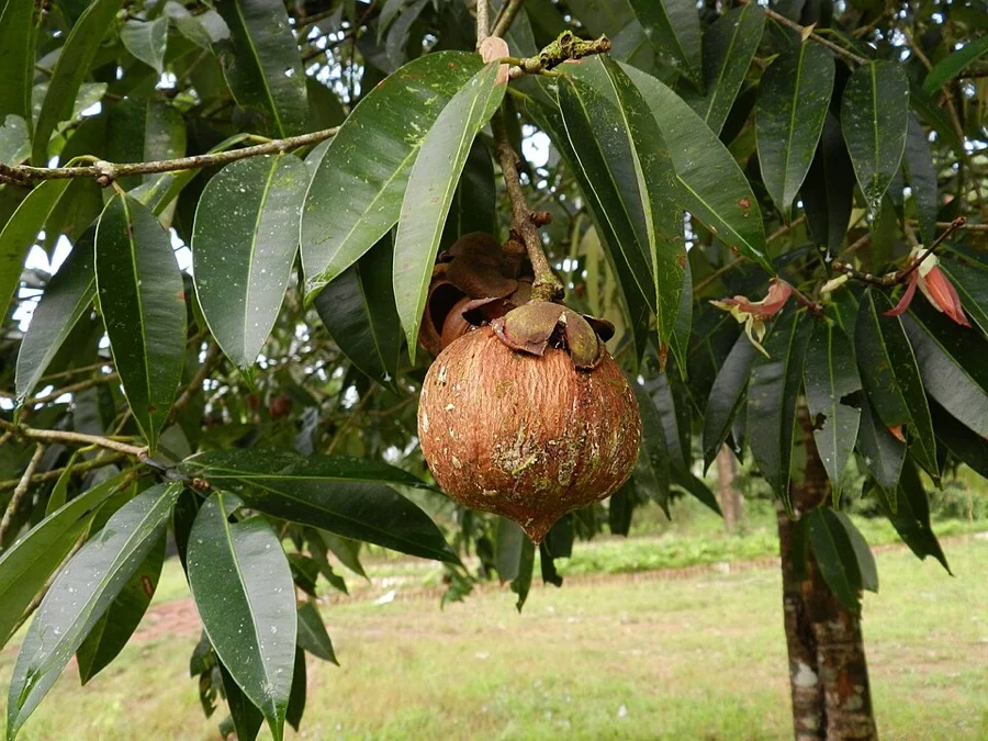 Nageshwar / Ceylon Ironwood - State Flower of Tripura