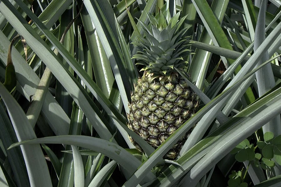 Queen Pineapple - State Fruit of Tripura