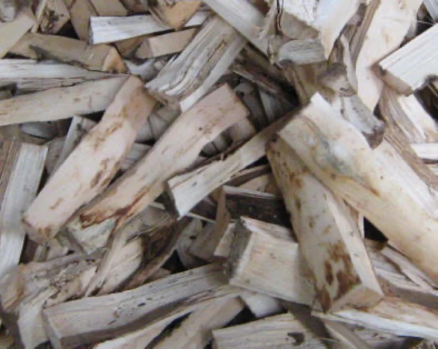 Agarwood Tree - State Tree of Tripura