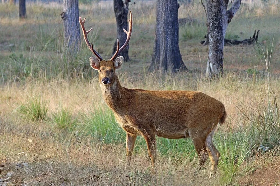 Swamp Deer / Barasingha - State Animal of Uttar Pradesh