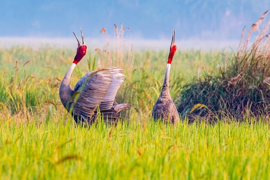 Sarus Crane - State Bird of Uttar Pradesh