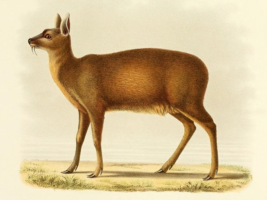 Alpine Musk Deer - State Animal of Uttarakhand