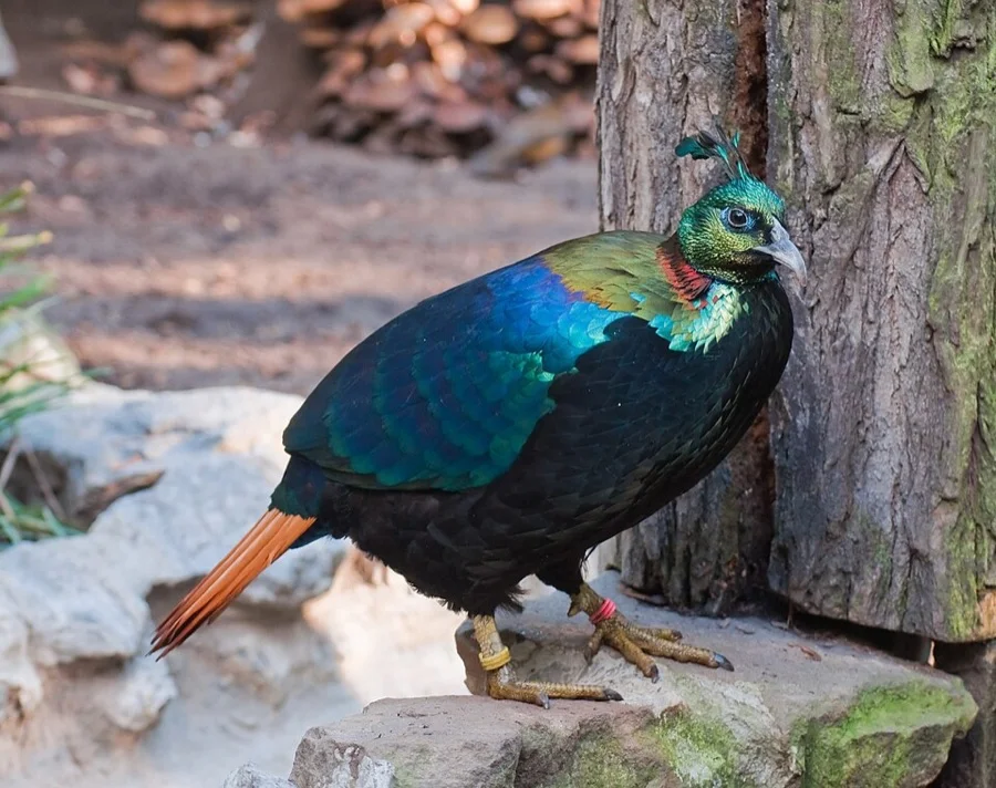 Himalayan Monal - State Bird of Uttarakhand