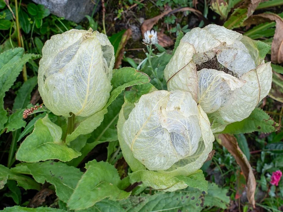 Brahma Kamal - State Flower of Uttarakhand