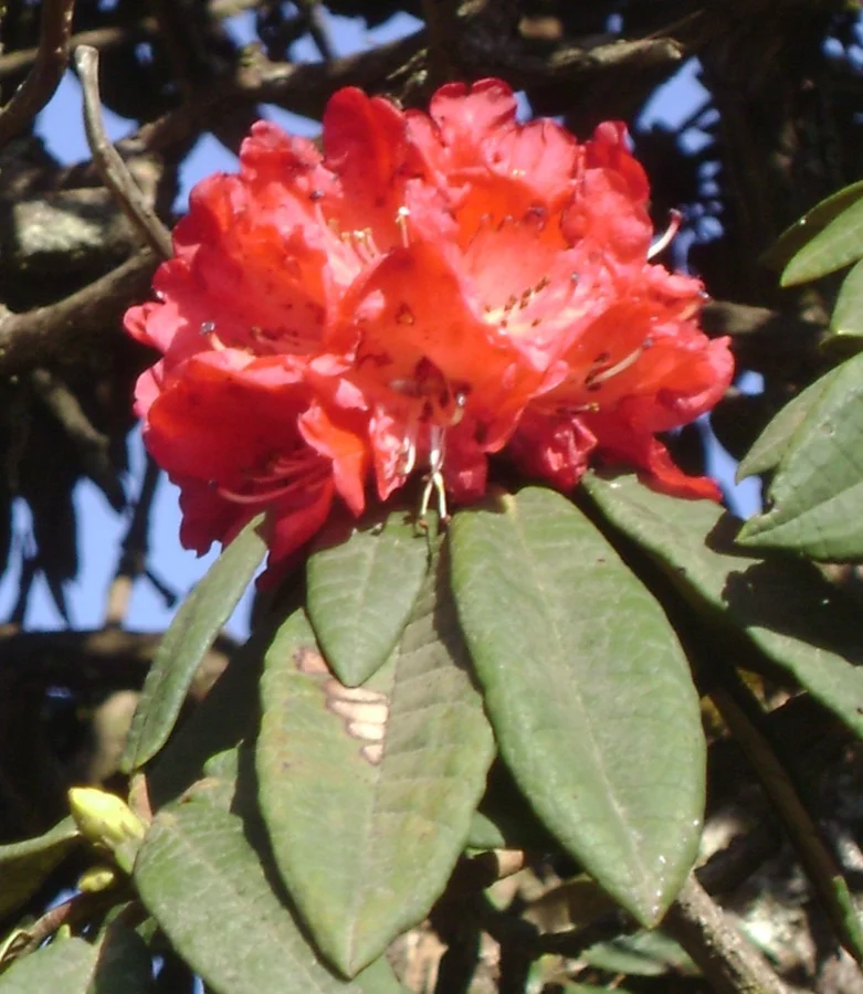 Burans / Tree Rhododendron - State Tree of Uttarakhand