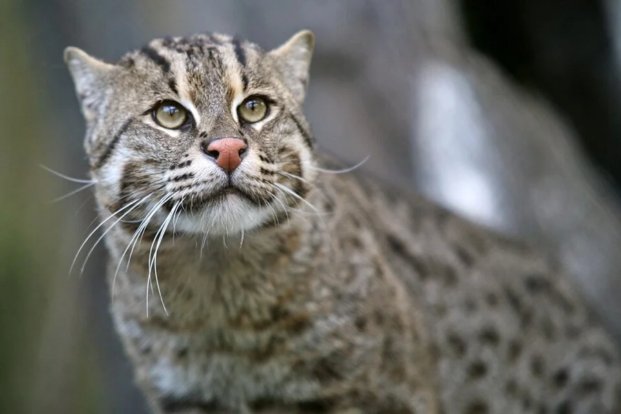 Fishing Cat - State Animal of West Bengal
