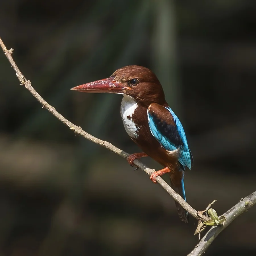 White-throated Kingfisher - State Bird of West Bengal