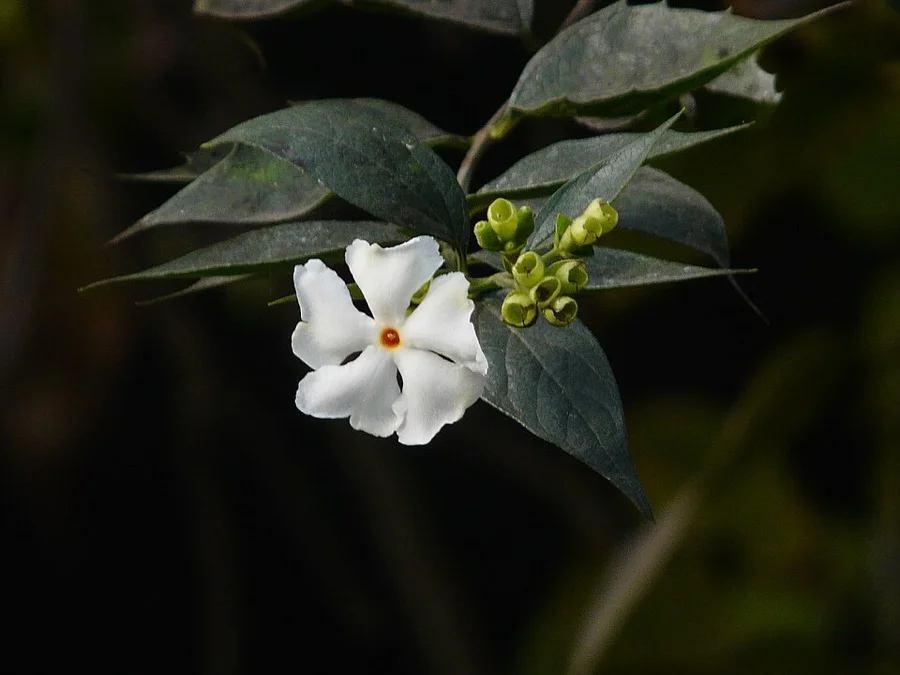 Night-flowering Jasmine / Shiuli - State Flower of West Bengal