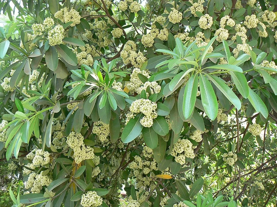 Devil Tree / Chatim - State Tree of West Bengal